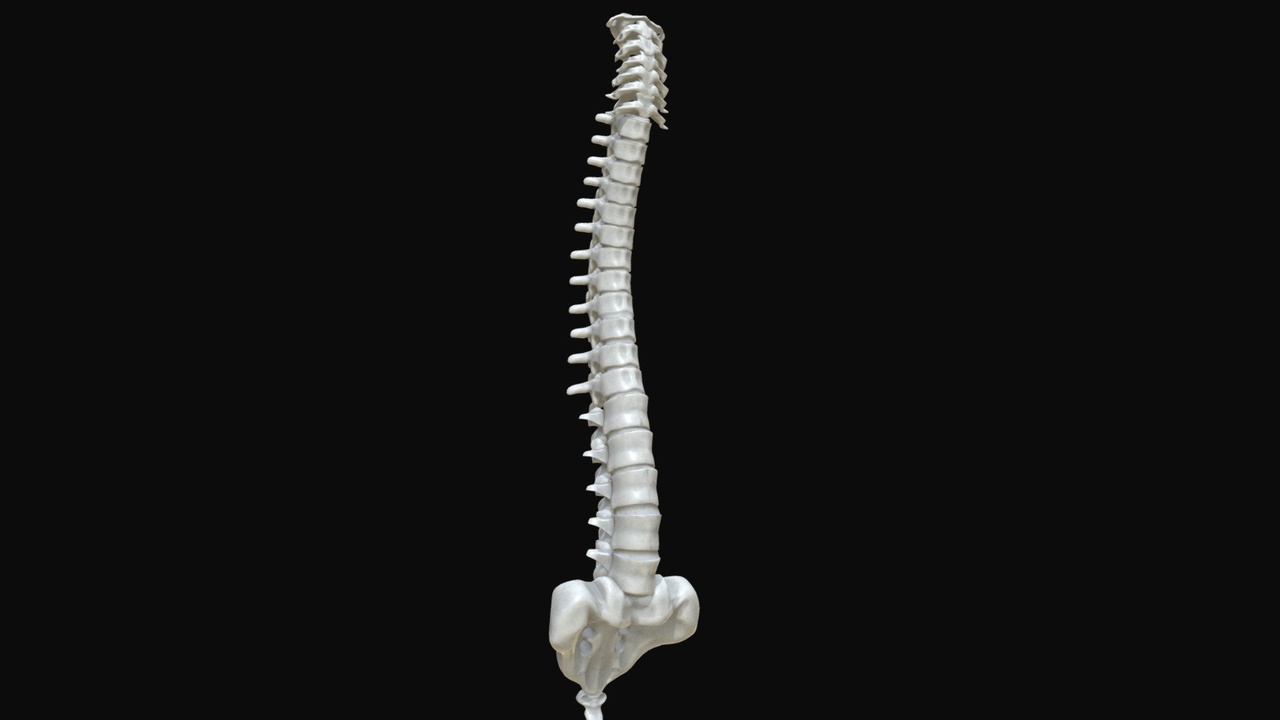 Media 1 for listing Anatomy - Human spine 3