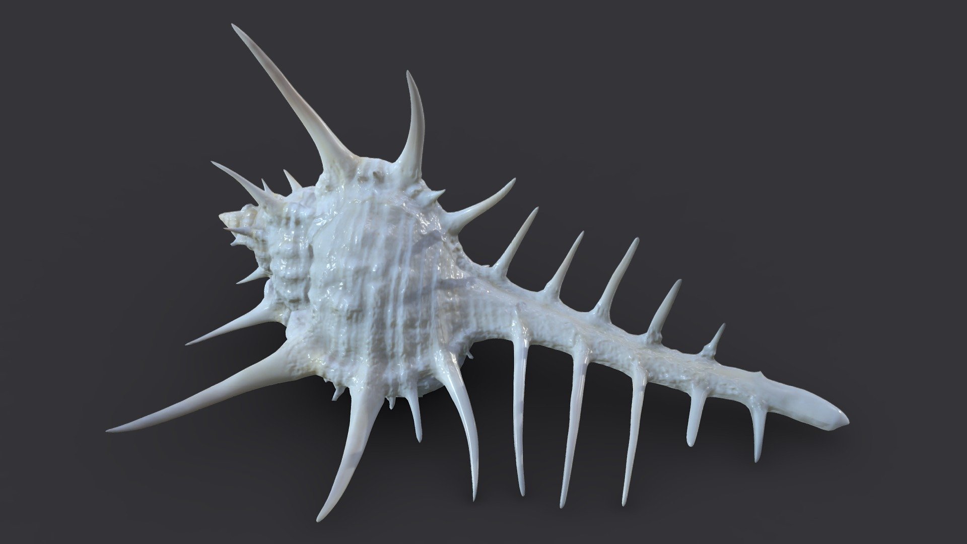 Spiky Shell | Fab