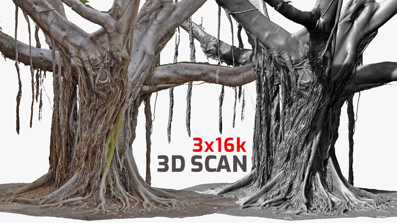 Media 1 for listing Giant Ficus Tree #5 RAW 3D Scan 3 x 16k Textures