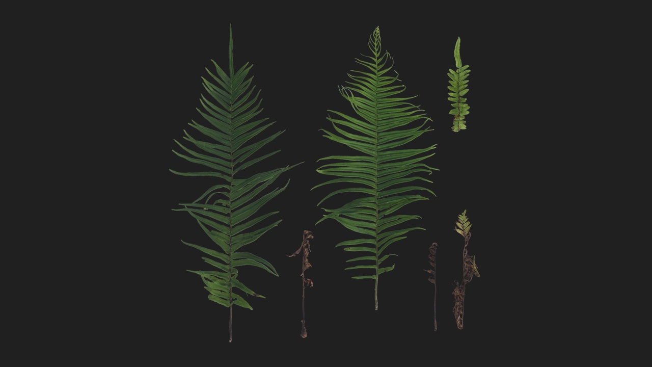 Media 1 for listing Fern 02
