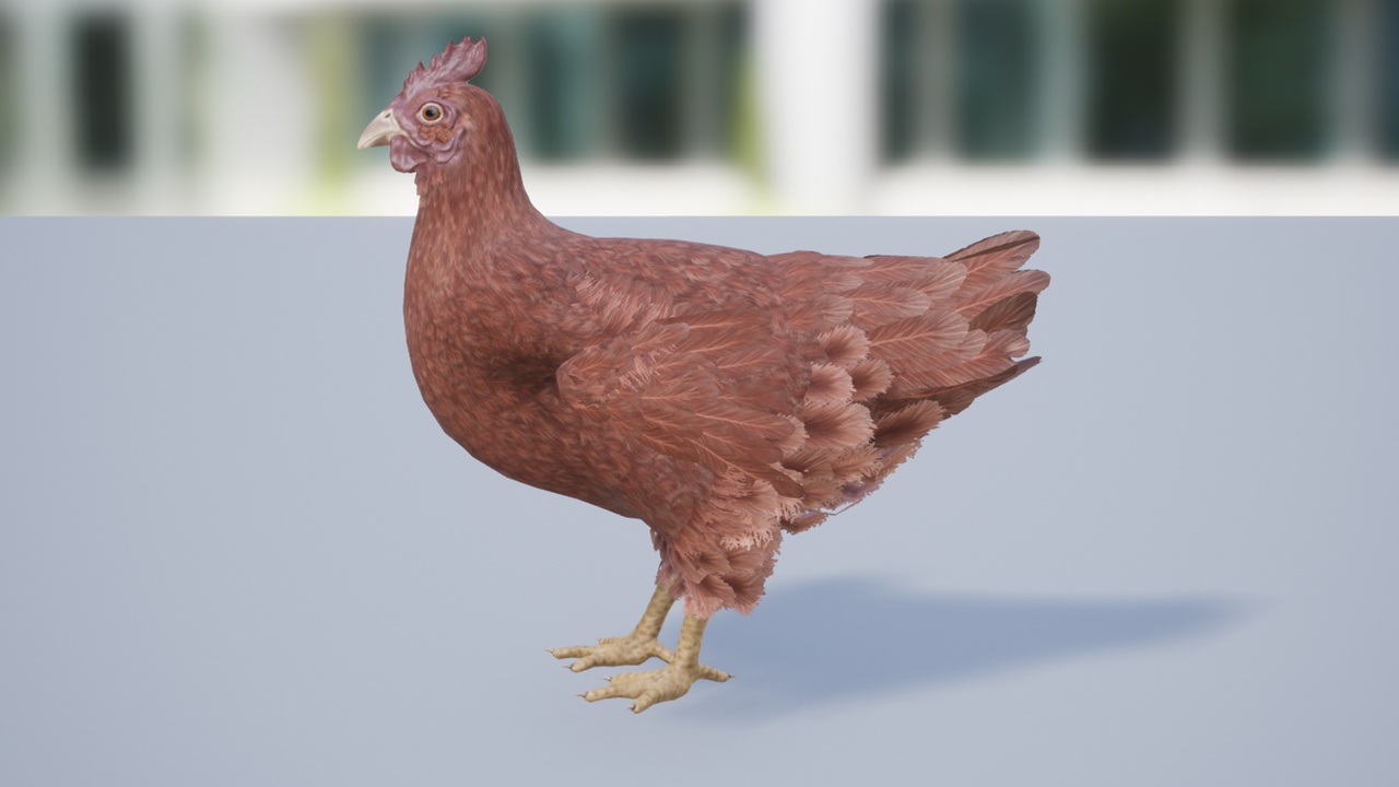 Media 1 for listing Chicken Basic Version