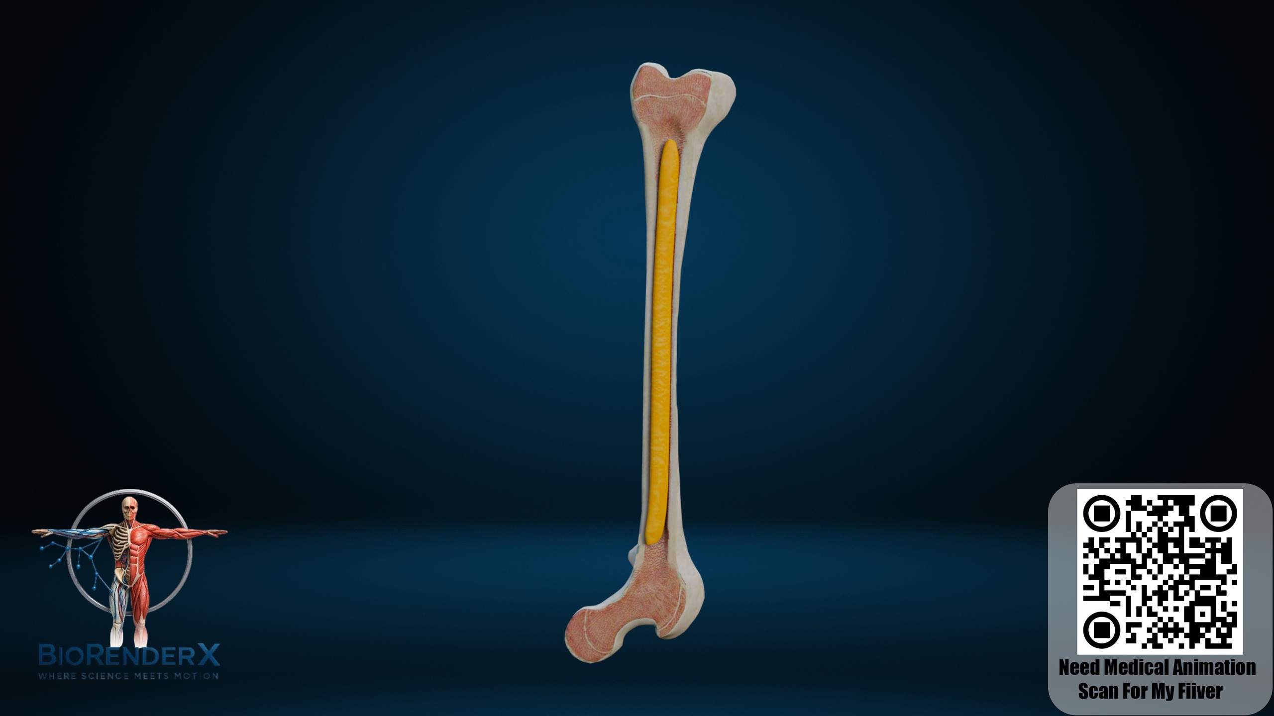 Long Bone Anatomy 3D Model – Bone Cross Section with Marrow | Fab