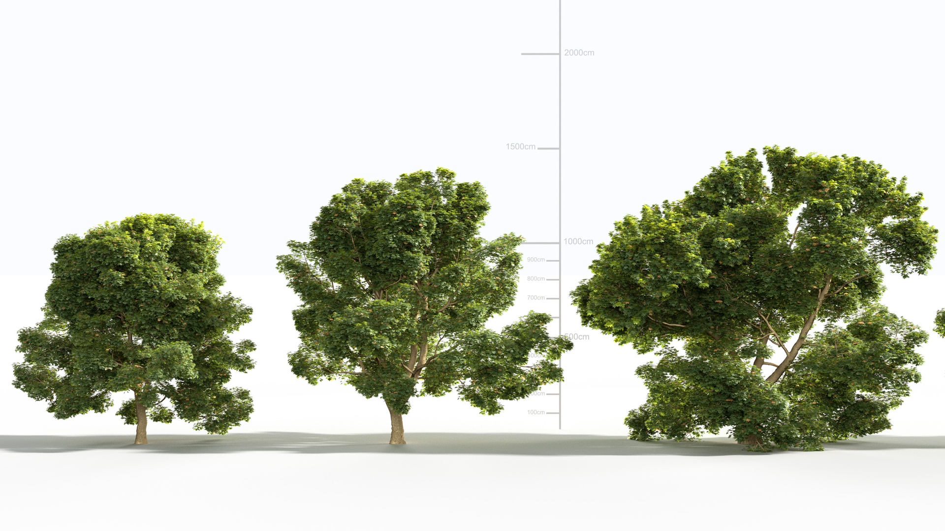 Média 1 pour l'article Evergreen Tree Collection
