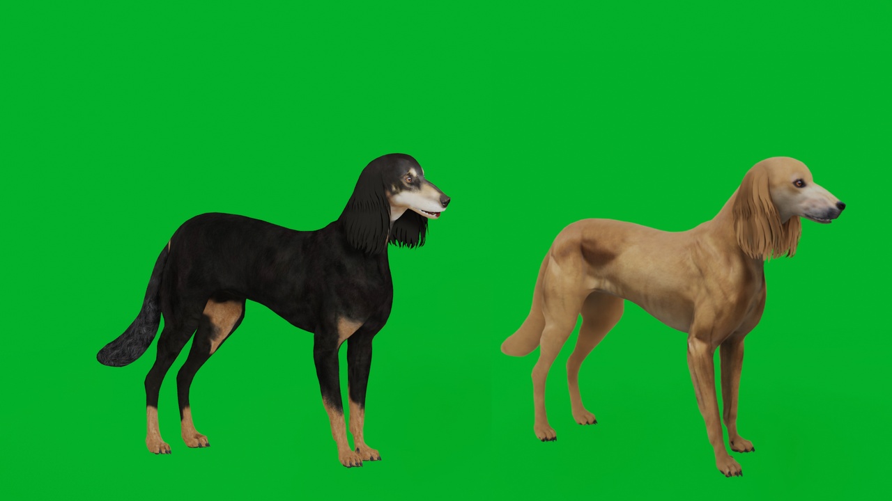 Media 1 for listing Saluki Dog Breed (Game Ready)
