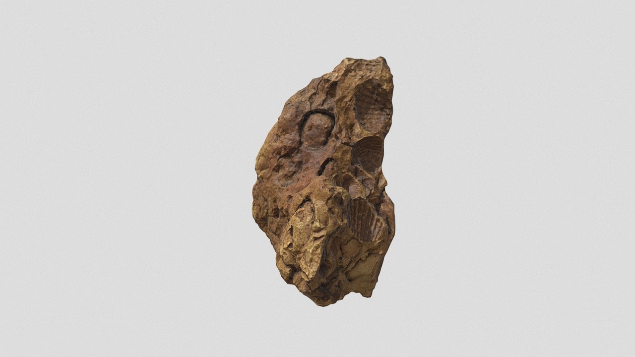 Media 1 for listing a stone with fossils
