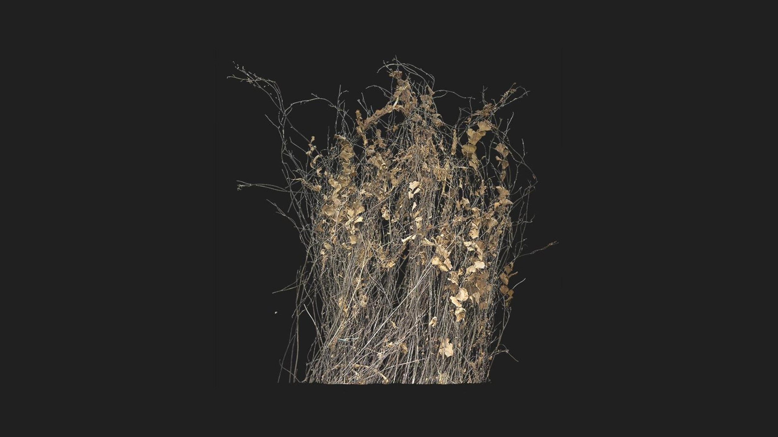 Unidentified Shrub | Fab