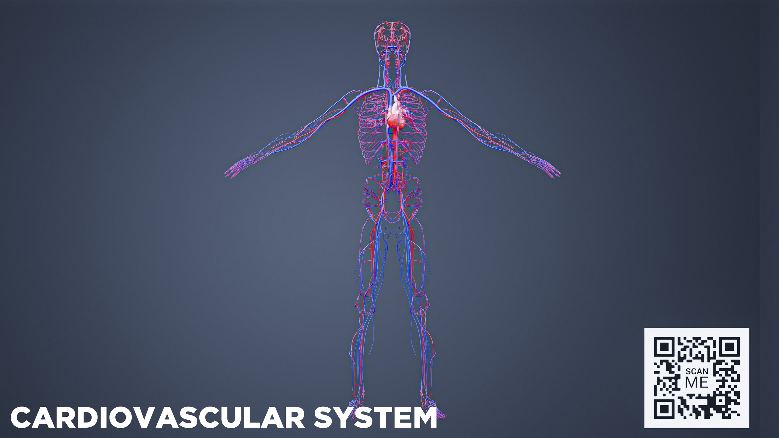 Media 1 for listing Cardiovascular System 3D Model — Human Heart & Blood Vessel Anatomy | Medical