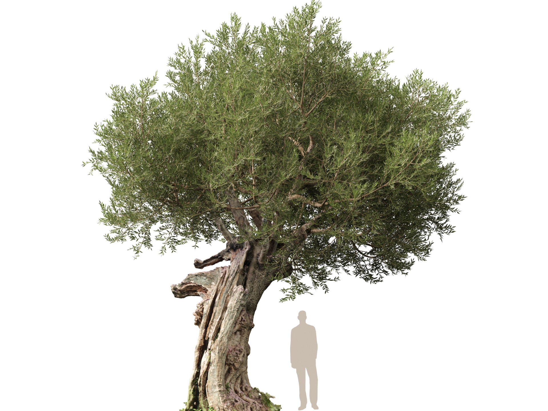 Media 1 for listing Scanned Olea Europaea - Common Olive 07 - Highpoly Lowpoly
