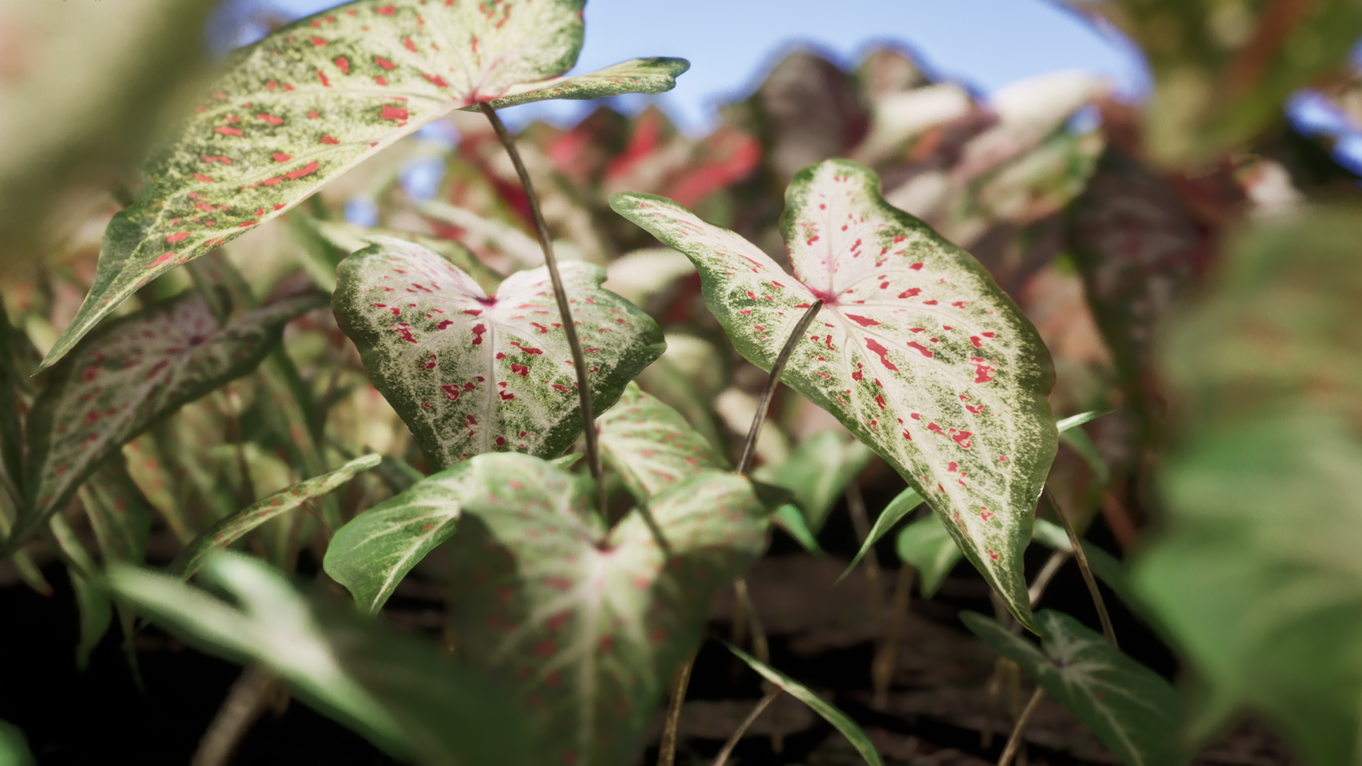 Nanite Caladium Plant Pack