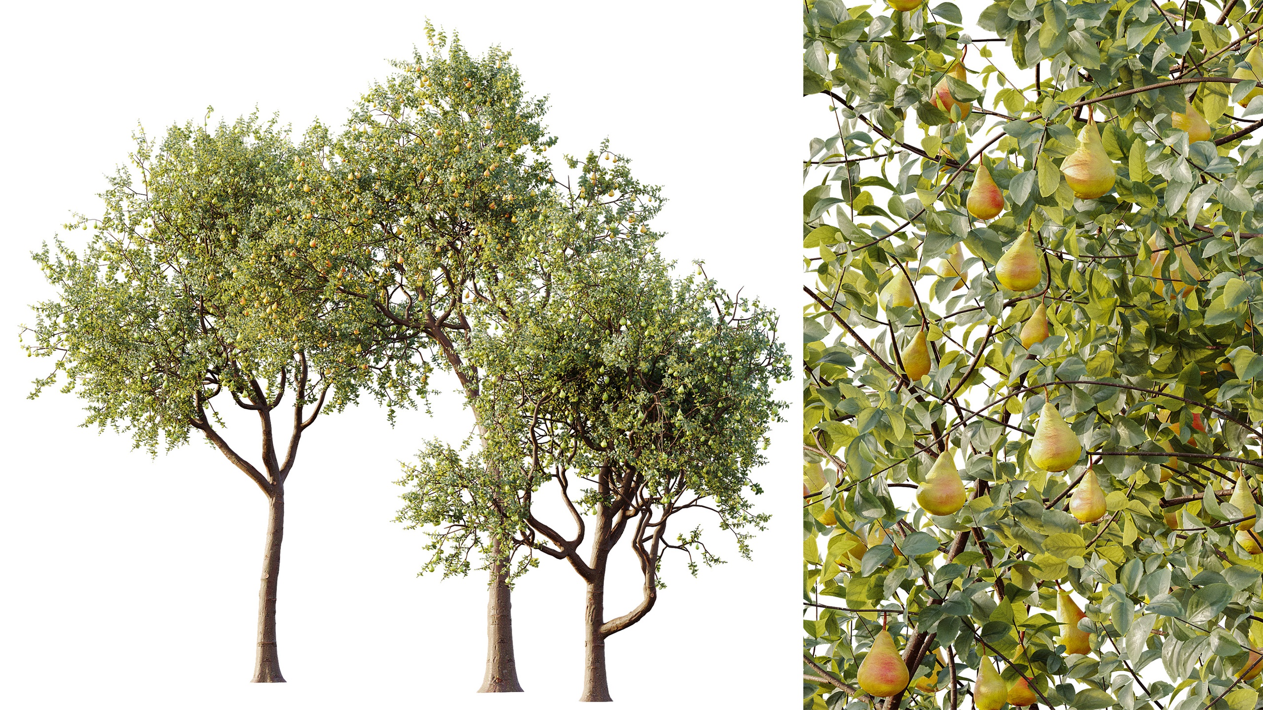 Media 1 for listing AV Plant Pear Pyrus Communis Fruit Tree 01