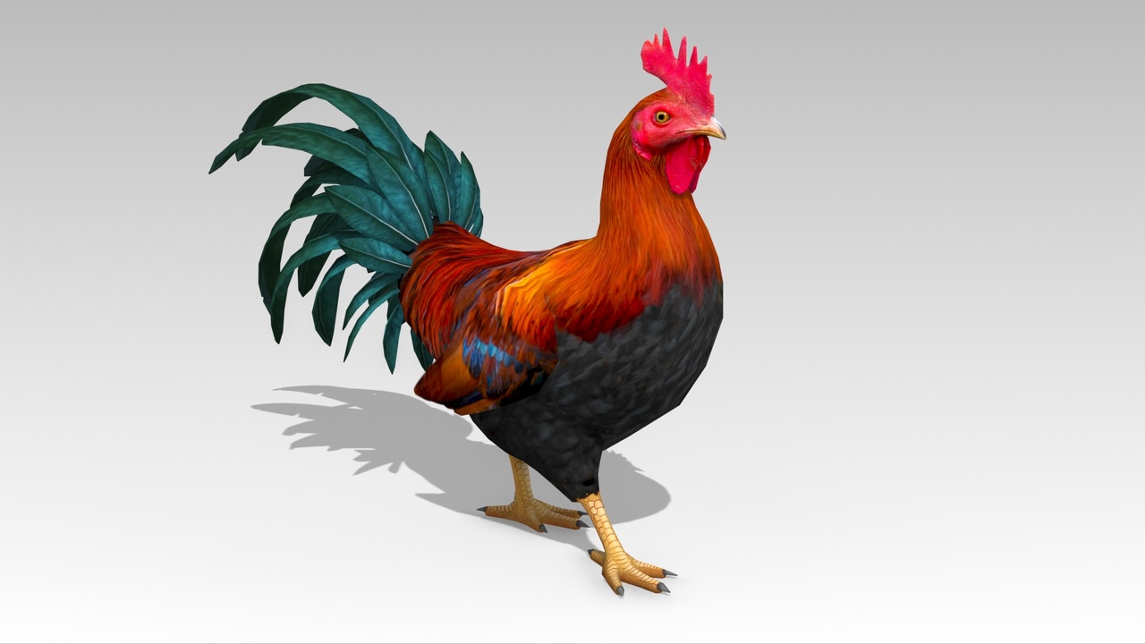 Media 1 for listing Rooster