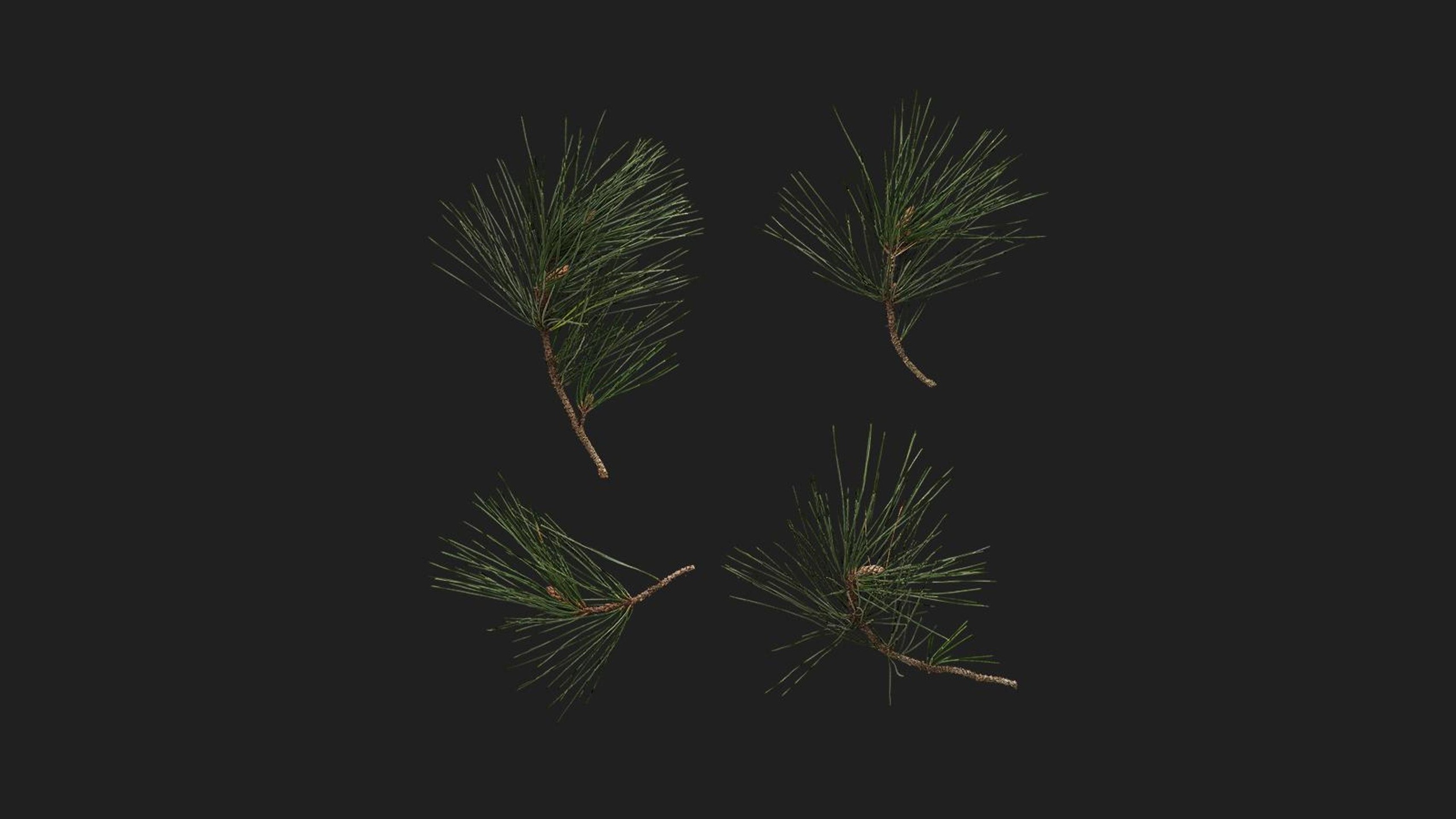 Media 1 for listing Pine Needles