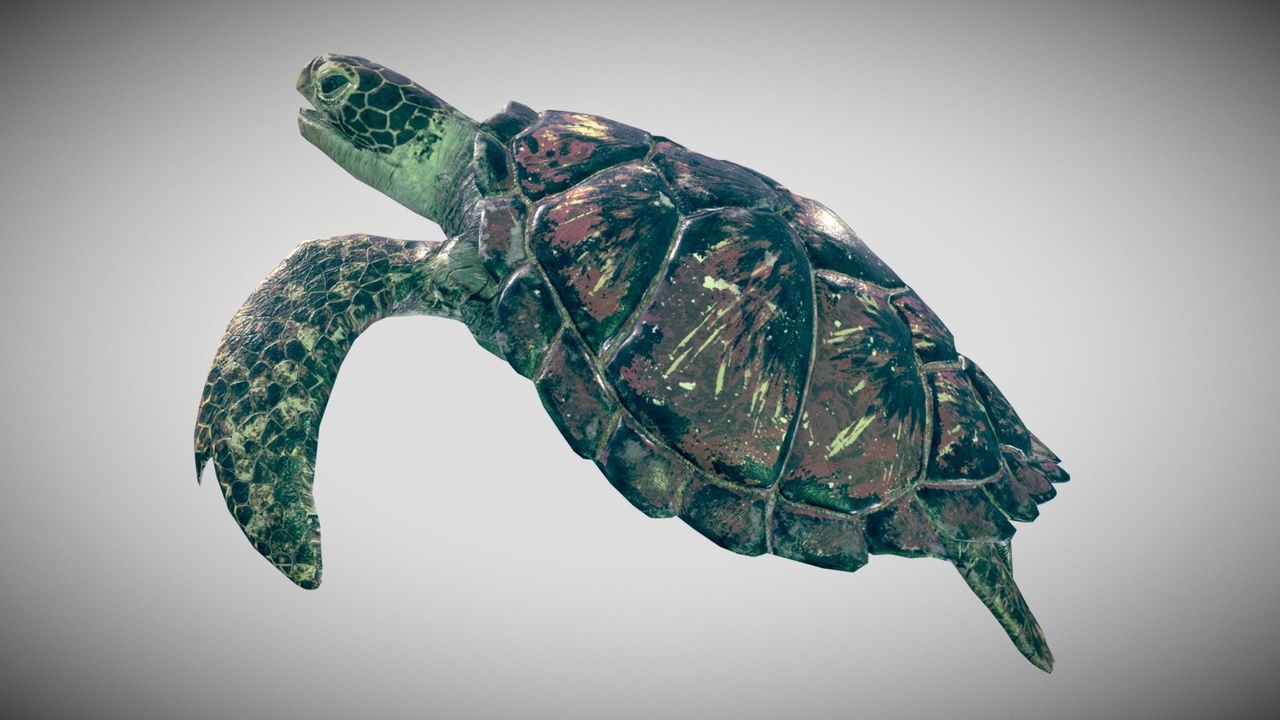 Media 1 for listing Sea Turtle