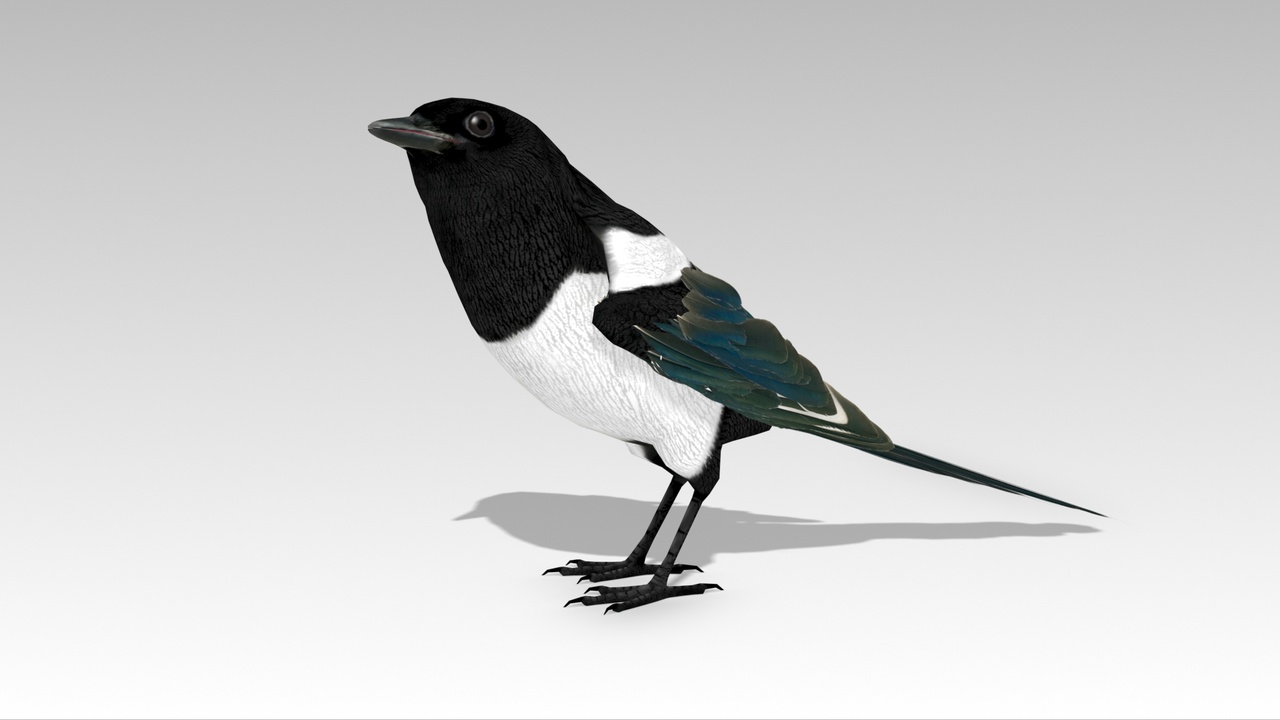 Media 1 for listing Magpie