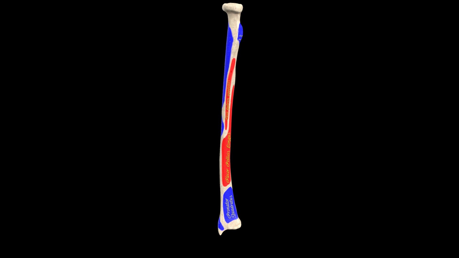 Radius With Labels Radius bone with landmarks and labels | Fab