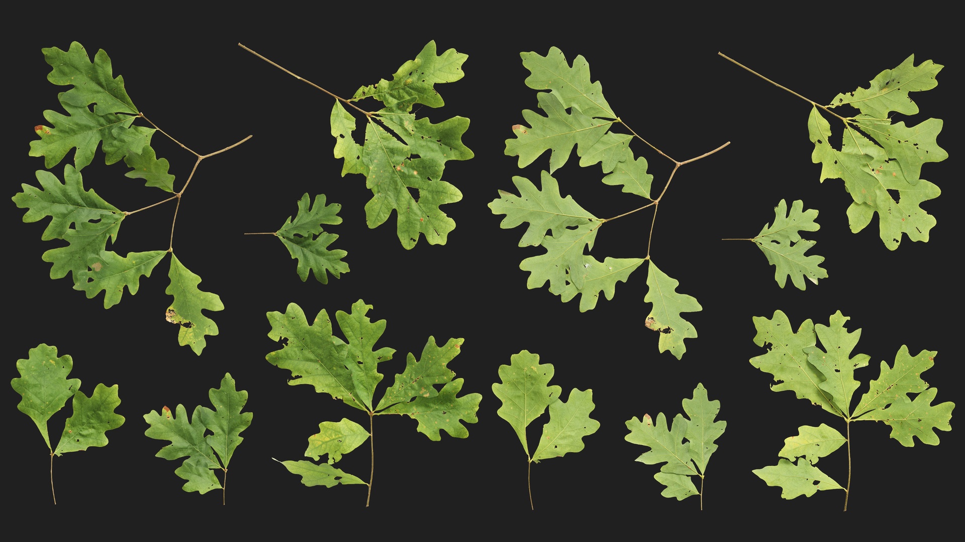 Media 1 for listing White Oak Atlas 01
