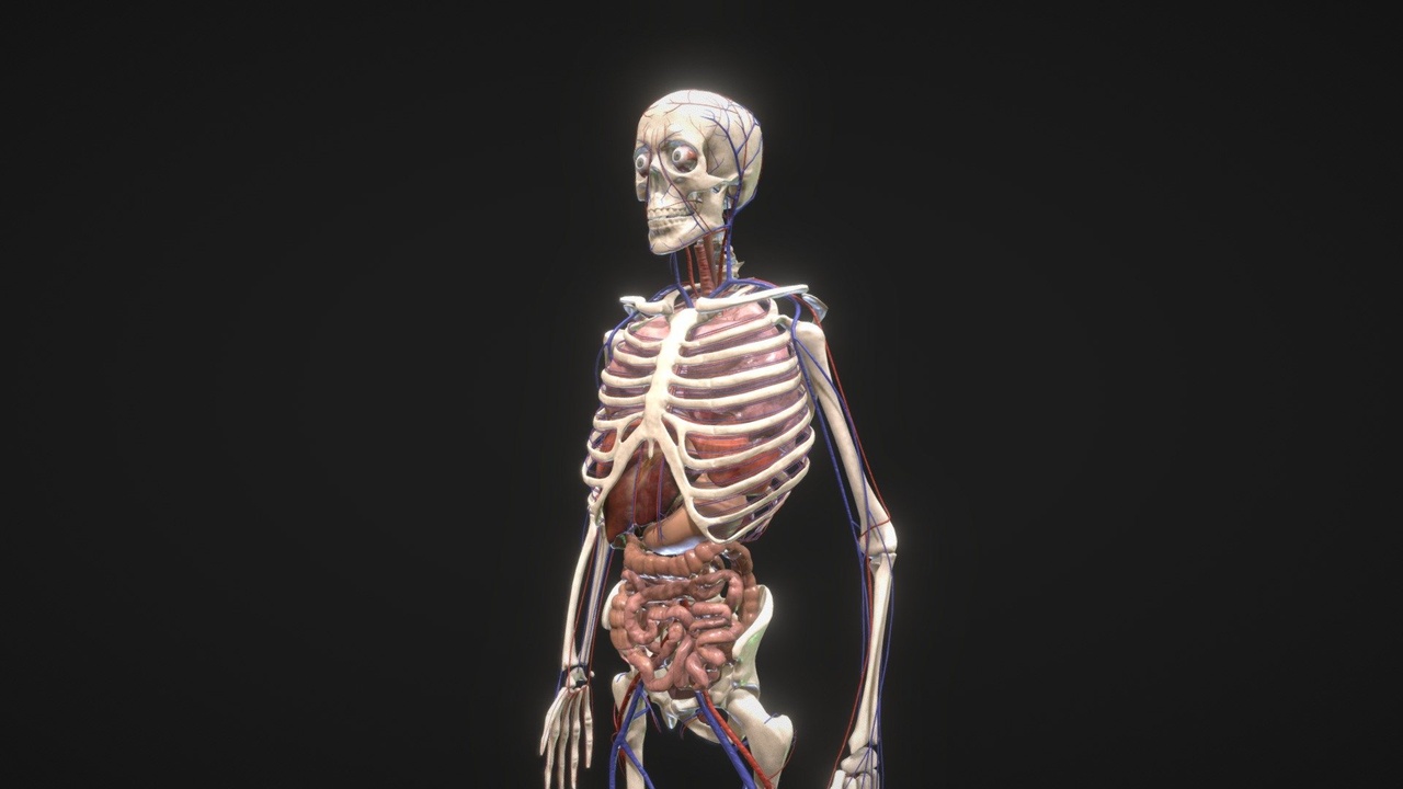 出品Animated Human Body with circulatory systemのメディア1