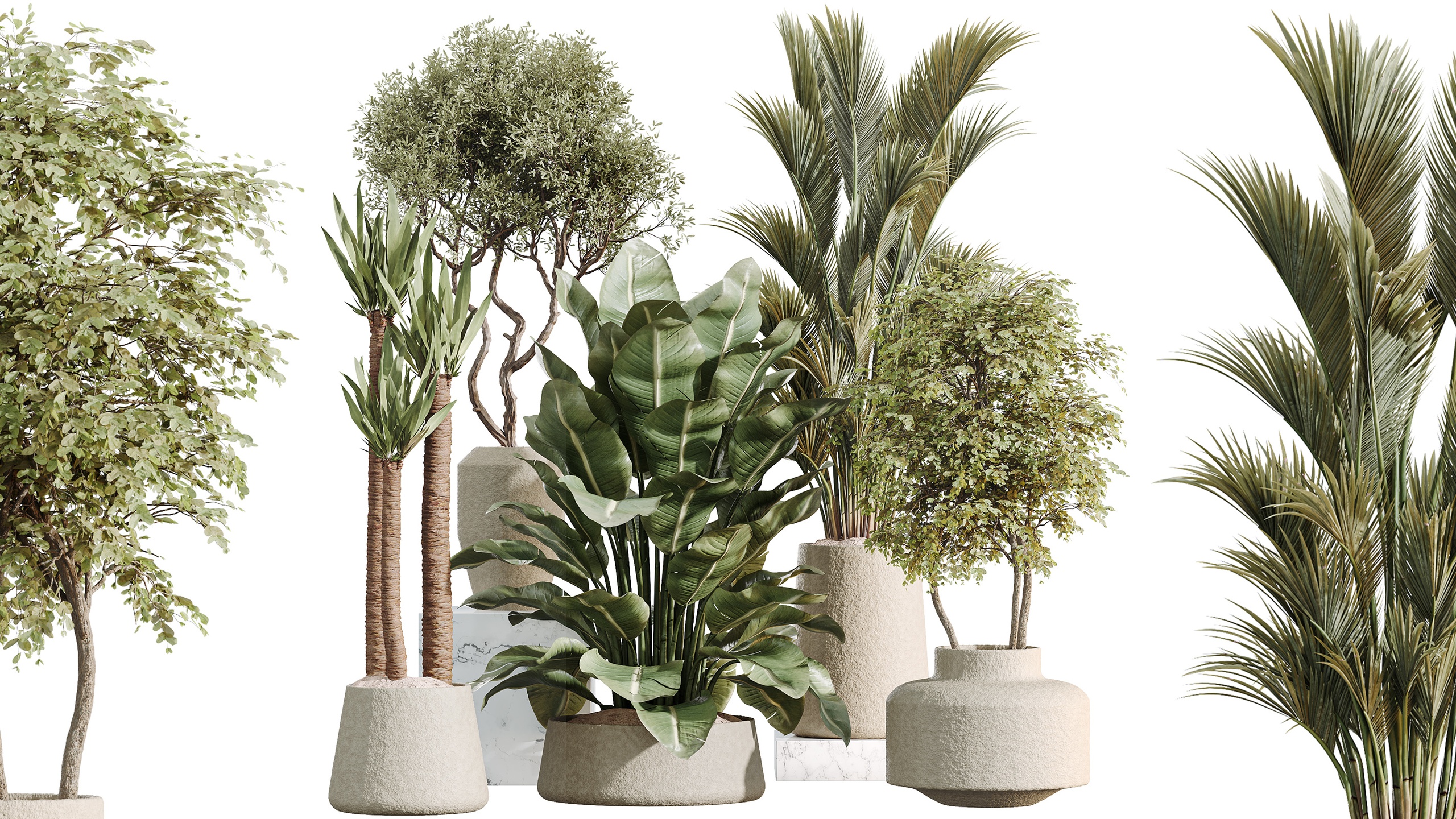 Media 1 for listing AV Indoor Plants Set 480 Olive Palm ParadiseBird Yucca