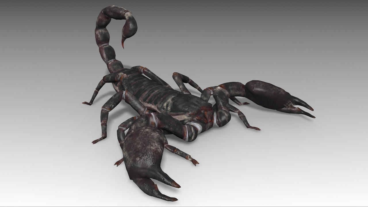 Media 1 for listing Scorpion