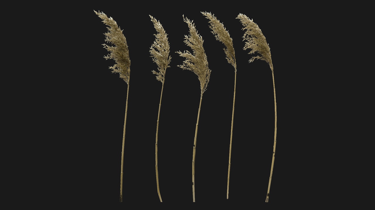 出品Dry Reed (KQxFgc)のメディア1