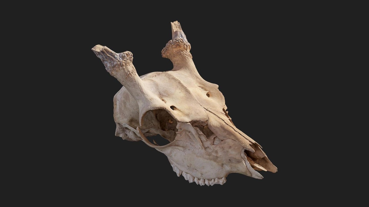 Media 1 for listing Animal Skull