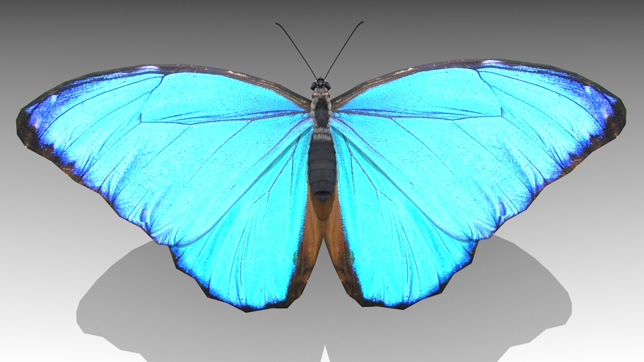 Media 1 for listing Blue Morpho Butterfly