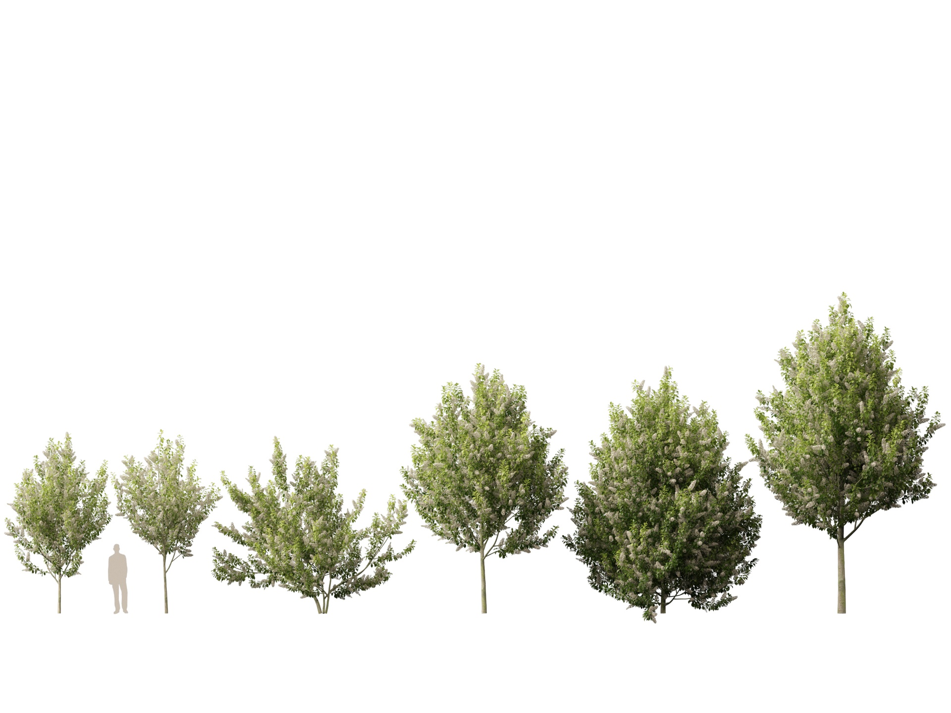 Media 1 for listing (Highpoly+Lowpoly) Prunus Padus – Bird Cherry