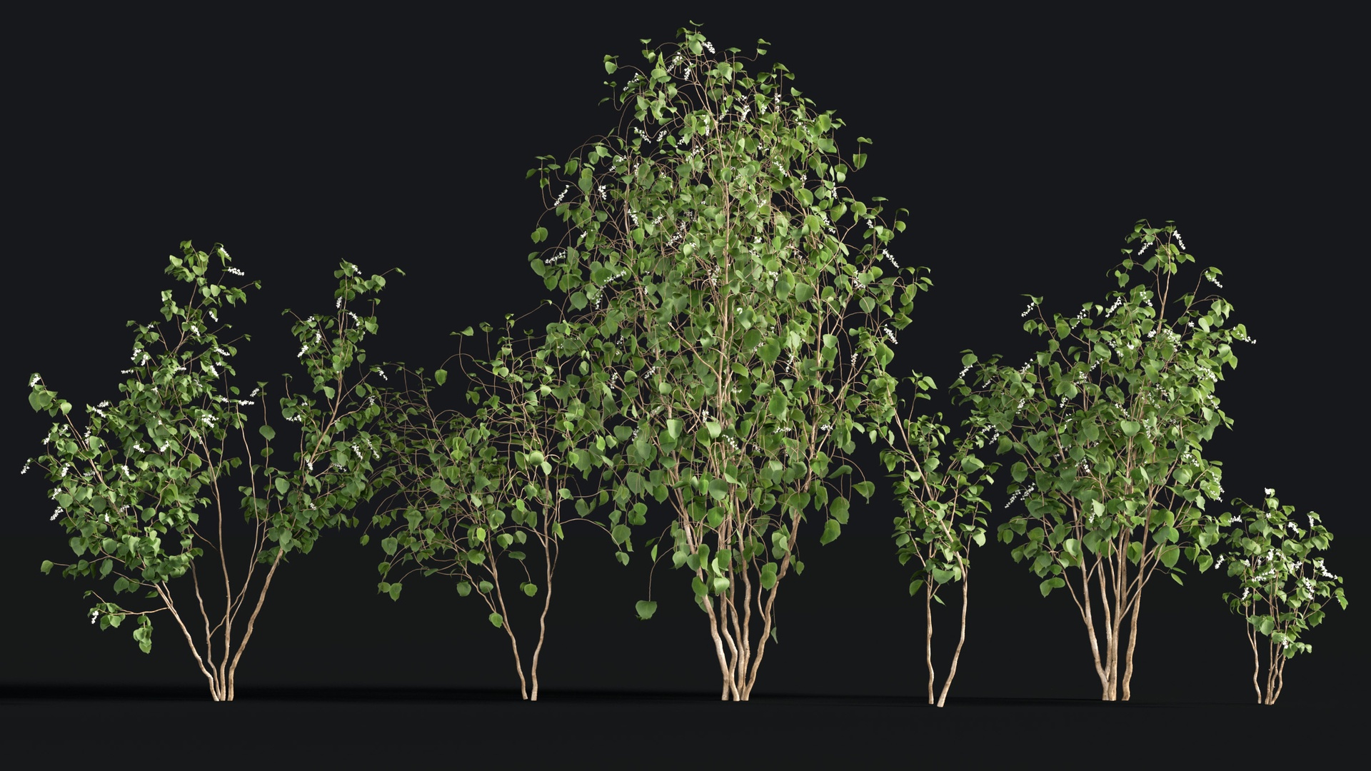 Media 1 for listing Japanese Small Tree 01