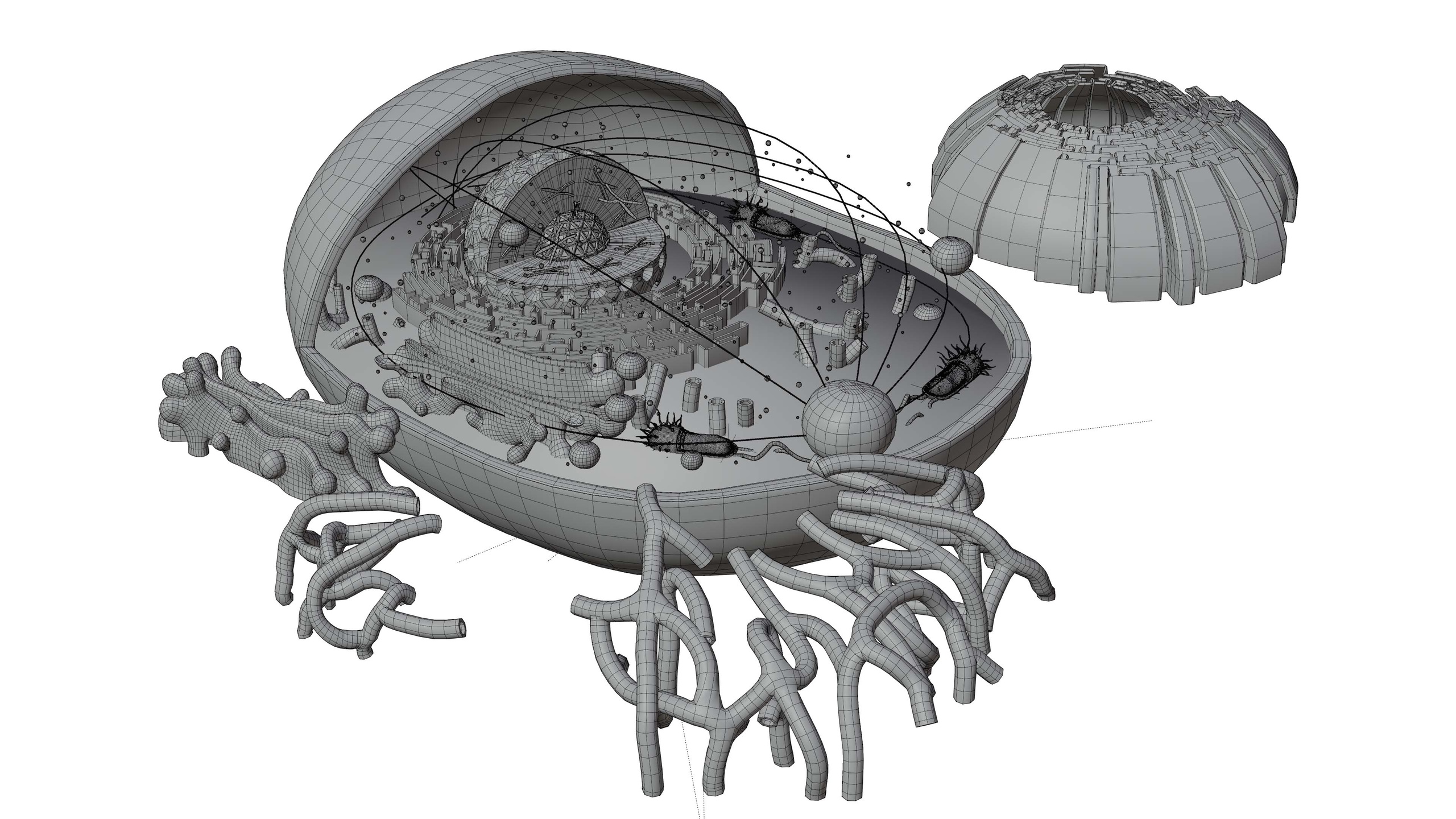 Cell Structure Modeling Animal Cell Structure 3D Model Educational Biology & Medical ...