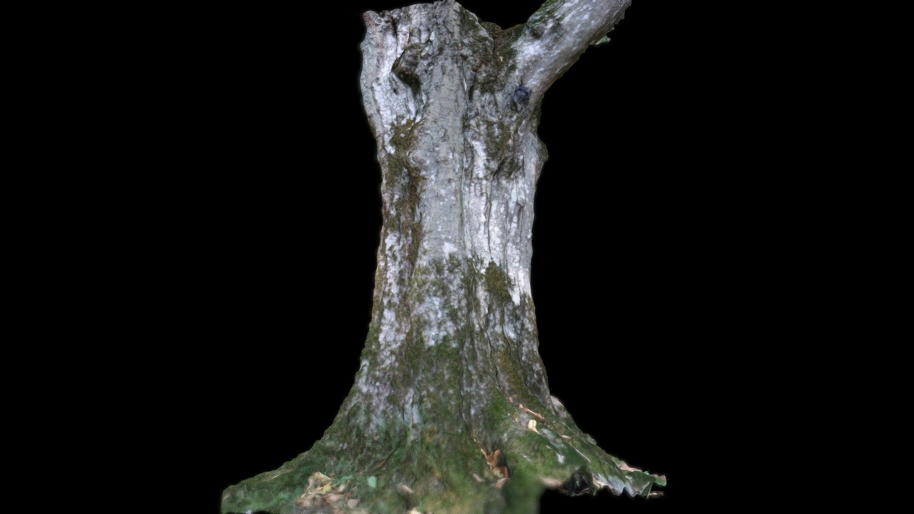 Media 1 for listing Tree Photogrammetry