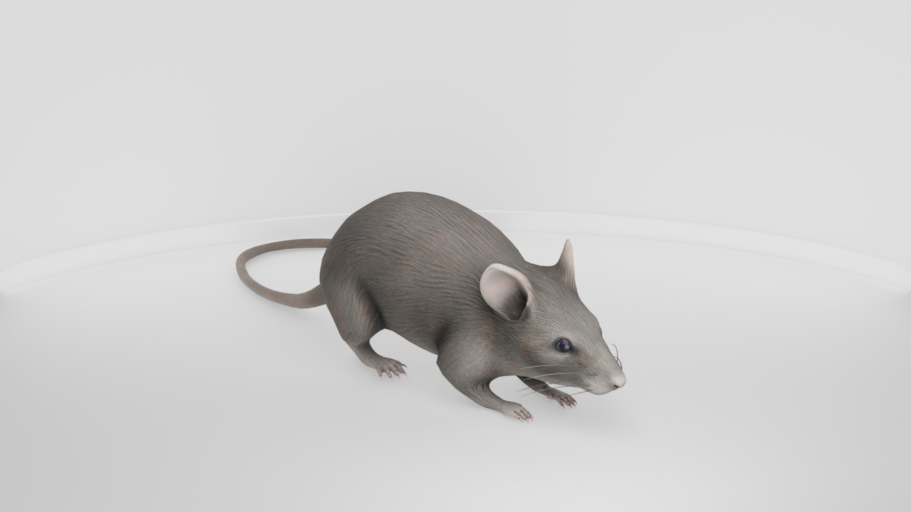 Media 1 for listing Realistic Mouse