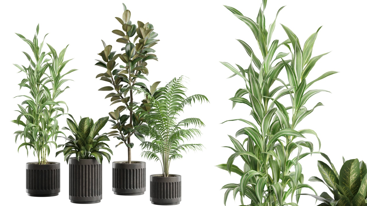 Media 1 for listing Indoor Plants Pack 89