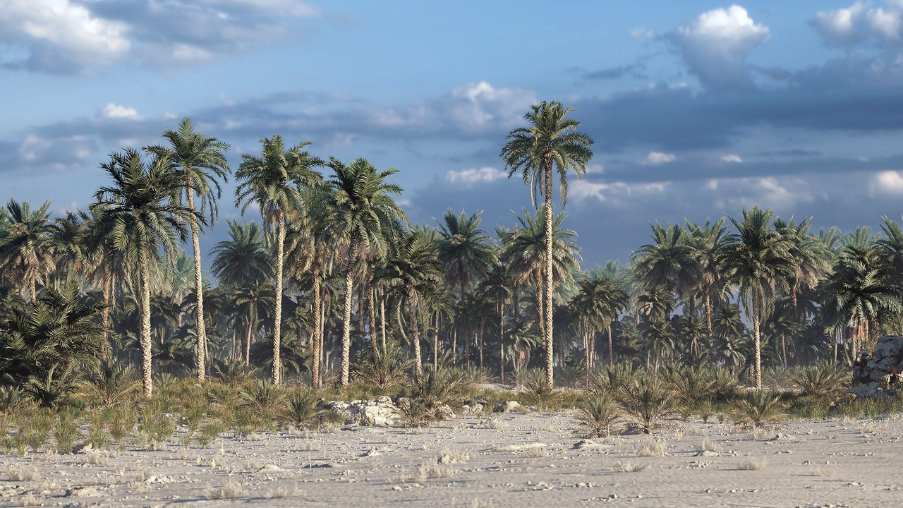 Media 1 for listing Realistic Date Palm