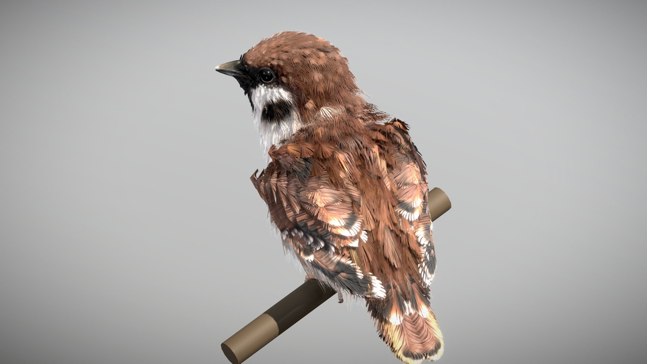 Media 1 for listing Eurasian Tree Sparrow