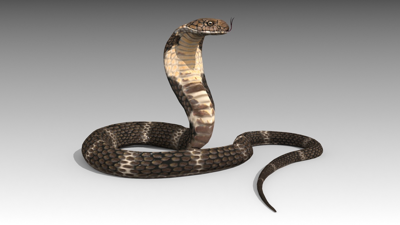 Media 1 for listing Cobra Animated