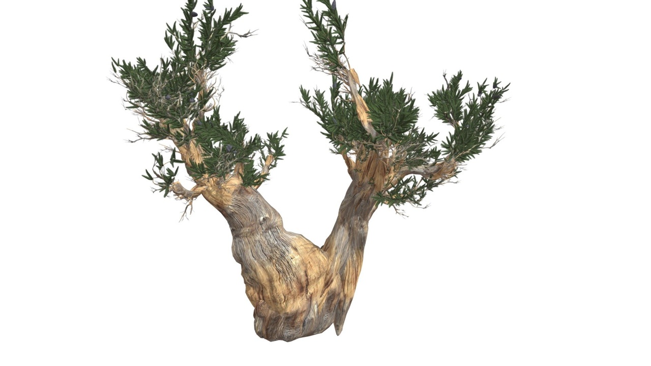 Media 1 for listing Bristlecone Pine Tree #07