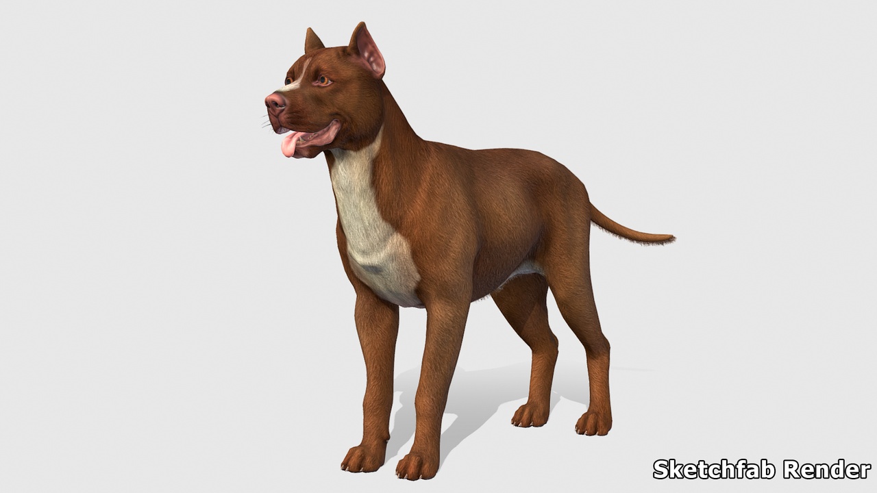 Media 1 for listing Dog  - Pitbull