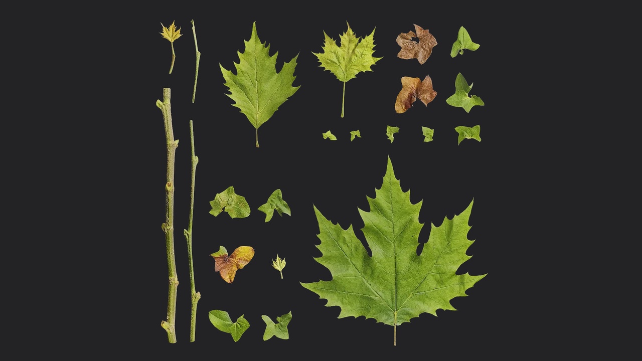 Media 1 for listing AD Platanus orientalis Leaf 06