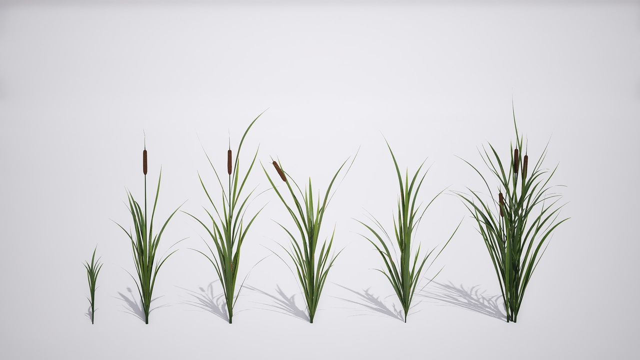 Media 1 for listing Megaplants: Common Bulrush