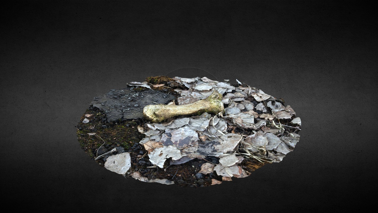 Media 1 for listing Bone in leaves