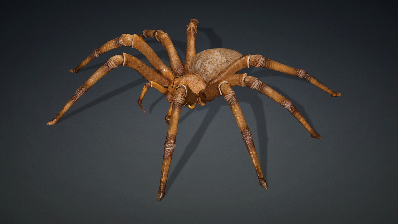 Media 1 for listing Spider_V3