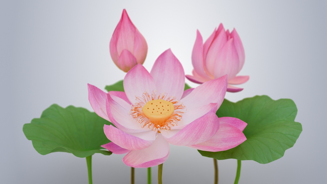 Media 1 for listing Realistic Lotus Flower and Buds