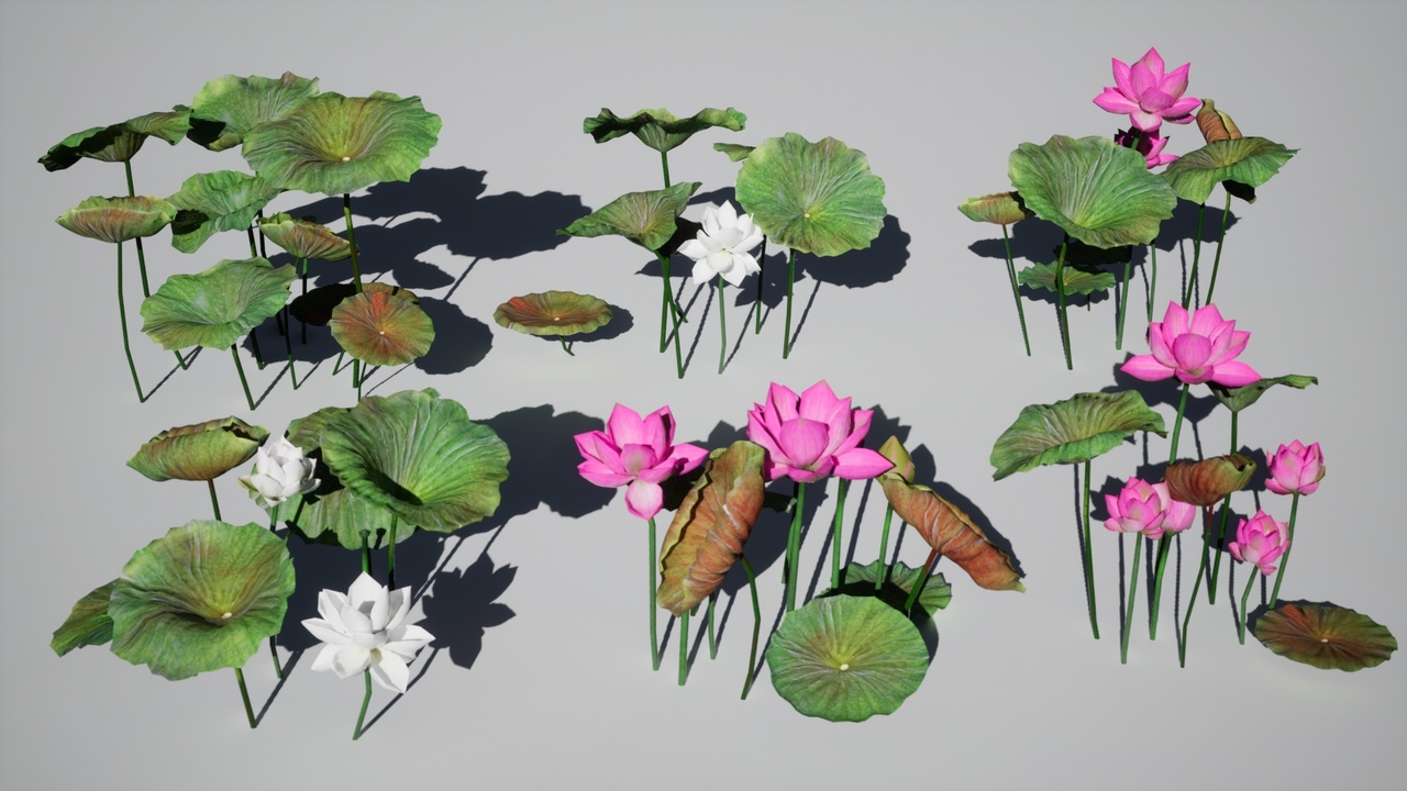 Media 1 for listing Aquatic plants, lotus flowers, lotus leaves