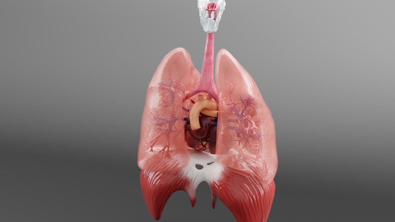 Media 1 for listing Adult Heart And Lungs Blender