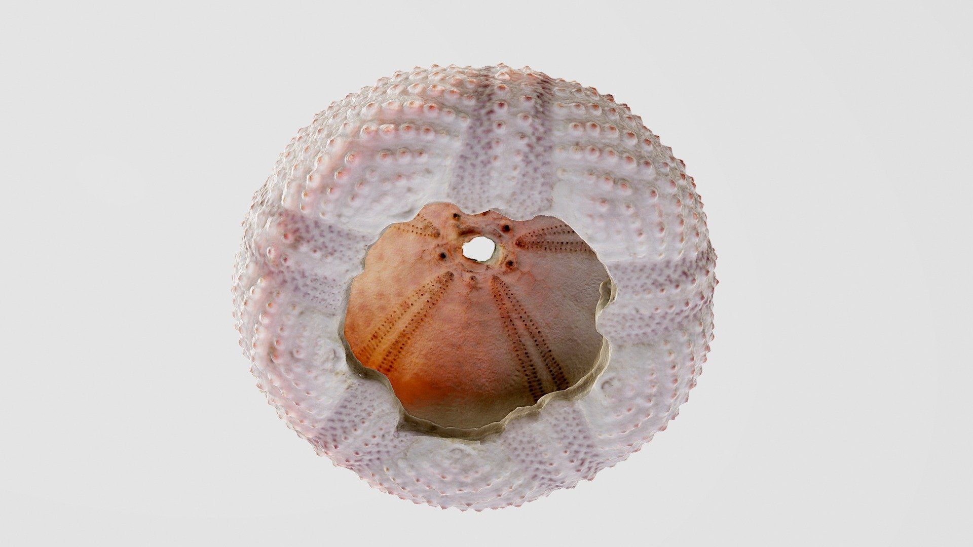Sea Urchin Shell | Fab