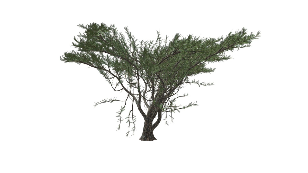 Media 1 for listing Umbrella Thorn Tree #04