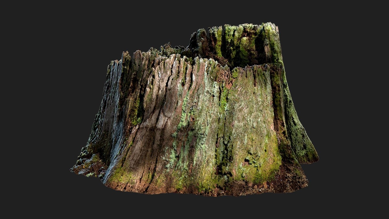 Media 1 for listing Mossy Tree Stump