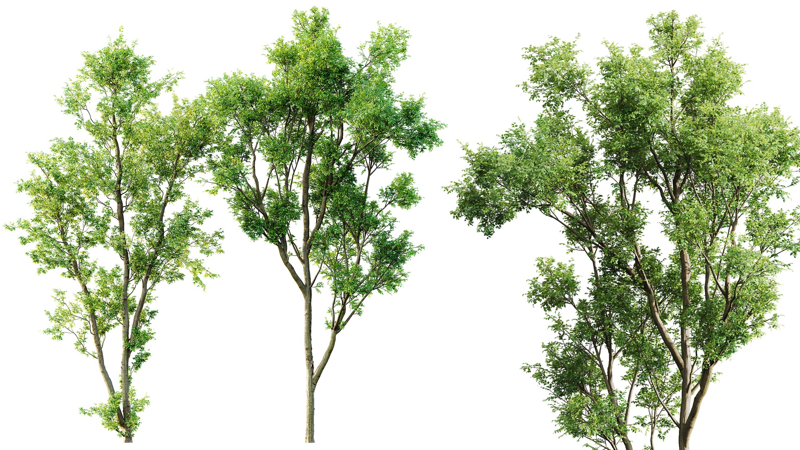 Media 1 for listing AV Celtis Australis