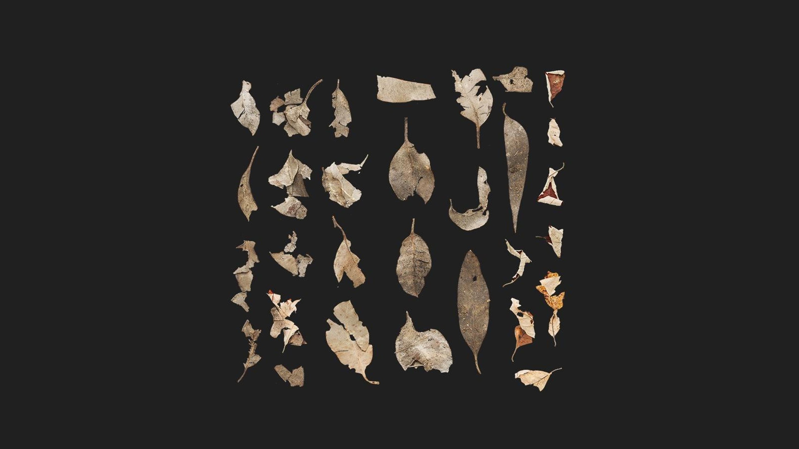 Media 1 for listing Dry Leaves Debris