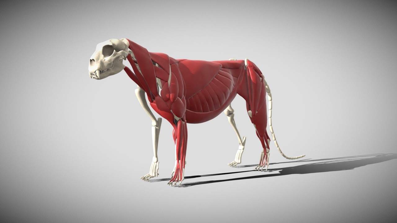 Media 1 for listing Leopard anatomy